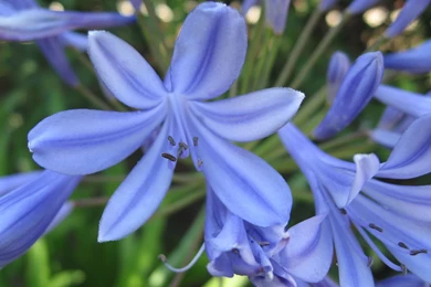 Flowers Wallpapers, Flower Photos, Exotic Flowers For Your Desktop ...