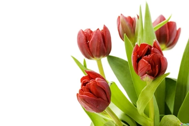 Full Hd Flowers Wallpapers 1600x1000 IWallHD Wallpapers HD