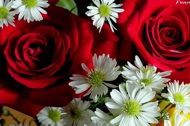 Nature Picture Flower Full HD Wallpapers.jpg