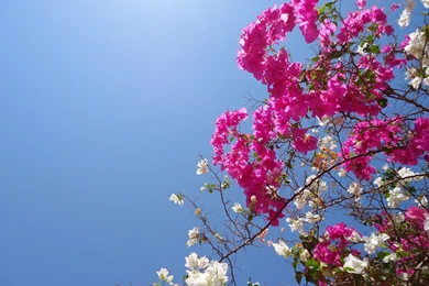 Bougainvillea Flowers Wallpapers HD Pictures