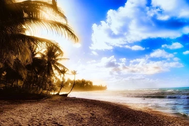 1366x768 Beach Summer Palms Wallpapers