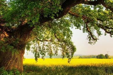 The Shade Of Oak In Summer Wallpapers