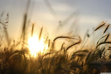 Dry Vegetation, Summer HD Desktop Wallpapers : Widescreen : High ...