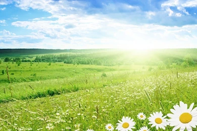 Download 1366x768 Daisy Field In Summer Wallpapers