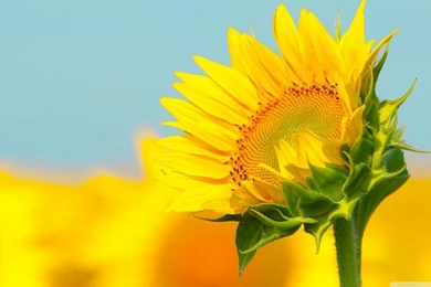 Sunflower In The Summer HD Desktop Wallpapers : High Definition ...