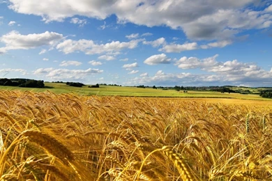 1366x768 Cornfield Summer Wallpapers