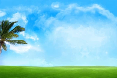 42 Windy Palm Sky Blue Best Image Hd Desktop Wallpapers For ...