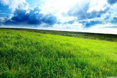 1366x768 Summer Field Desktop PC And Mac Wallpapers