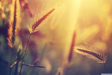 Summer HD Desktop Wallpapers : High Definition : Fullscreen : Mobile