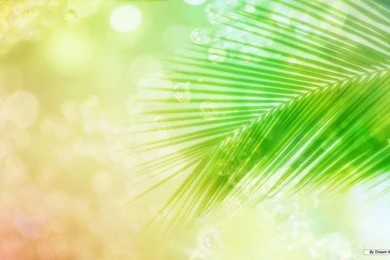 Free Wallpapers   Free Nature Wallpapers   Cg Seasons Spring Summer ...