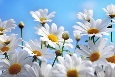 1366x768 Daisies Summer Wallpapers