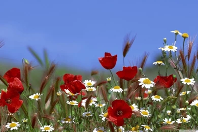 Field Of Flowers Summer HD Desktop Wallpapers : High Definition