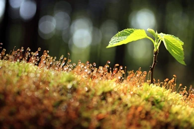 1366x768 Summer Sprout Desktop PC And Mac Wallpapers