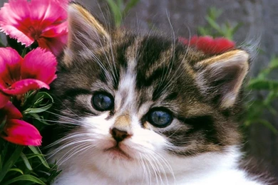 Cats Cute Cat And Kitten Cats Kittens Hd Wallpapers   PowerballForLife