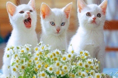 Cute Cats Gif   Wallpaper.