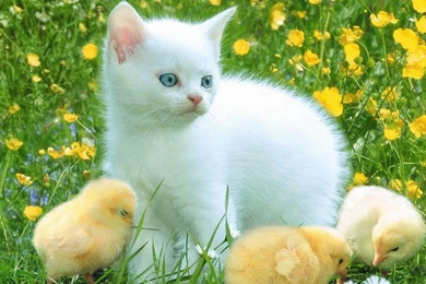 Wallpapers Of Cats As Your Backgrounds   All In HD