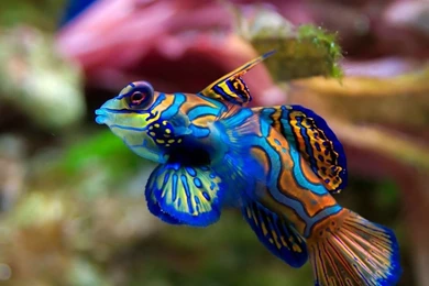 Top Underwater Fish Wallpaper Images For Pinterest