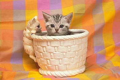 Cats and kittens wallpapers 213.jpg