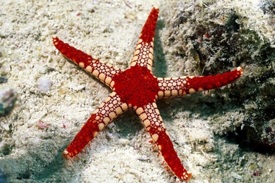 Beautiful Starfish Wallpapers HD   Animals   Amazing Photo Gallery ...