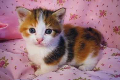 Cute Cats And Kittens Wallpapers 3ngcktc8   PowerballForLife