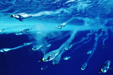 Underwater Penguins Oceans Hd Wallpapers   (