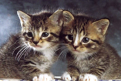 Wallpapers Cats Kittens Animals Image