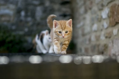 Kitten Wallpapers