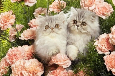 Cats Kittens Roses Baby Animals Free Desktop Backgrounds And ...