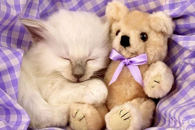 Cats: Cats Dog Animals Cat Painting Pet Free Download Wallpapers ...