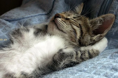 62 Super Cute Cats. Enjoy!