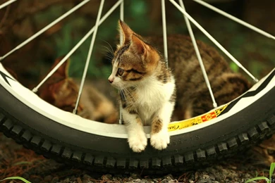 Desktop Pics Of Cats And Kittens Wallpapers