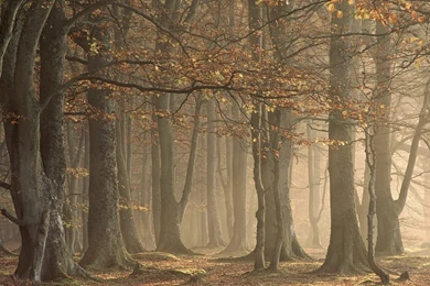 European Beechwood Forest Arbroath Angus Scotland Wallpapers ...