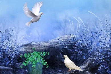 Doves Of Peace Wallpapers