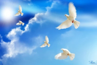 Peace Wallpapers >> Backgrounds With Quality HD