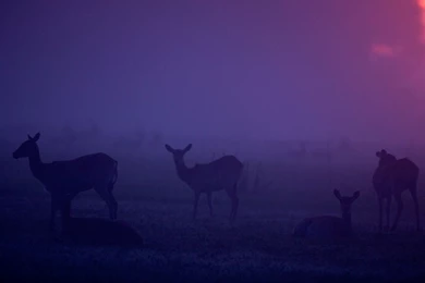 Plain Background Images Hd Wallpapers   134816