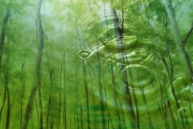 Amazing HD Wallpapers: Ever Green Nature