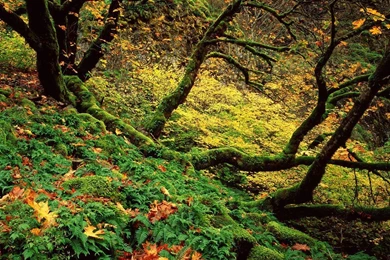 Free Wallpapers: Free Laptop Wallpapers