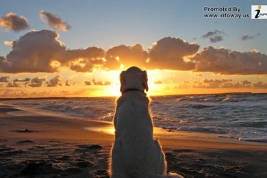 Top Skydiving Wallpapers Sunset Hd Images For Pinterest