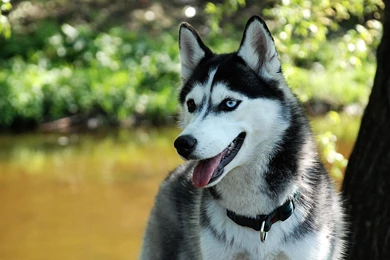 HD Siberian Husky Dogs Widescreen Wallpapers HD Wallpapers