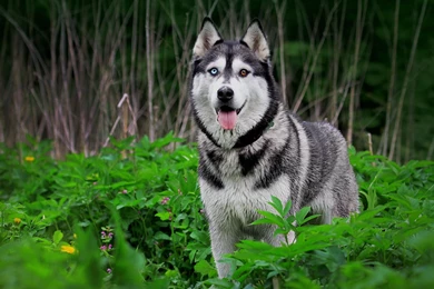 Huskies Dogs Hd Wallpapers