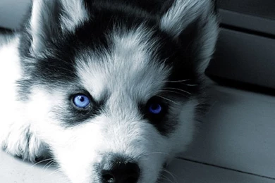 Siberian Husky Puppies The Dog Wallpapers Best The Dog Wallpapers