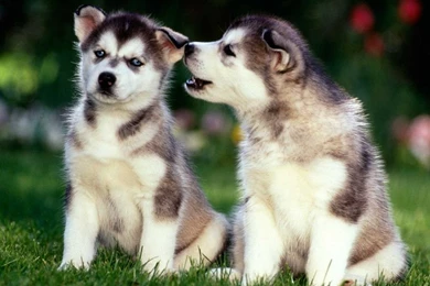 Siberian Husky Puppy Wallpapers The Dog Wallpapers Best The Dog ...