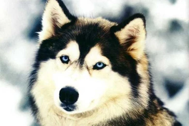 Set Of Picture Husky . Quality Images On Animal Picture Society