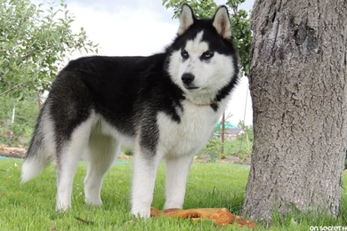 SIBERIAN HUSKY DOGS WALLPAPER WALF1010