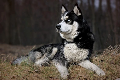 SIBERIAN HUSKY DOGS WALLPAPER WALF1029
