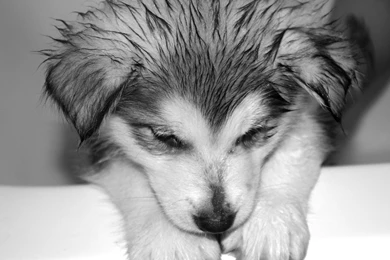 SIBERIAN HUSKY DOGS WALLPAPER WALF1007