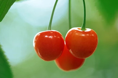 Cherry Fruit Wallpapers   Crazy Frankenstein