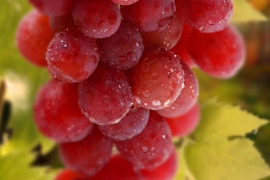 Mix Fruit Wallpapers   Image Wallpapers