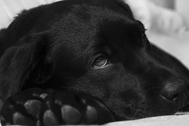 Two Dogs: Beagle & Labrador Wallpapers :: HD Wallpapers