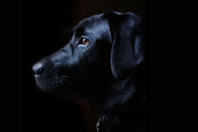 Free Labrador Retriever Wallpapers HD Desktop